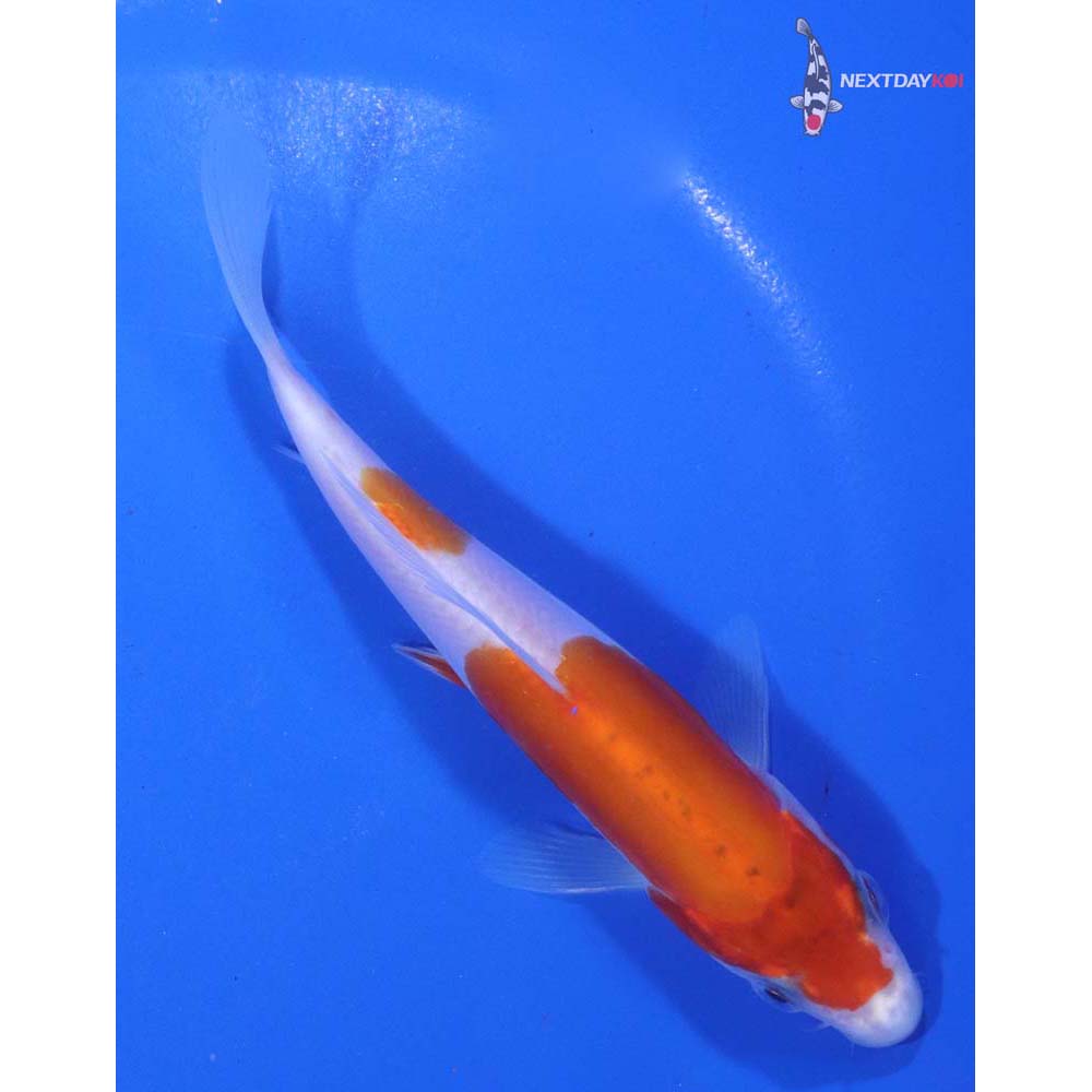 5.5” Imported Doitsu Kohaku