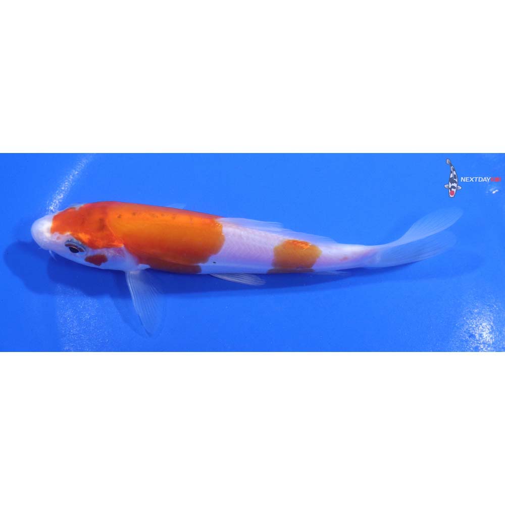 5.5” Imported Doitsu Kohaku
