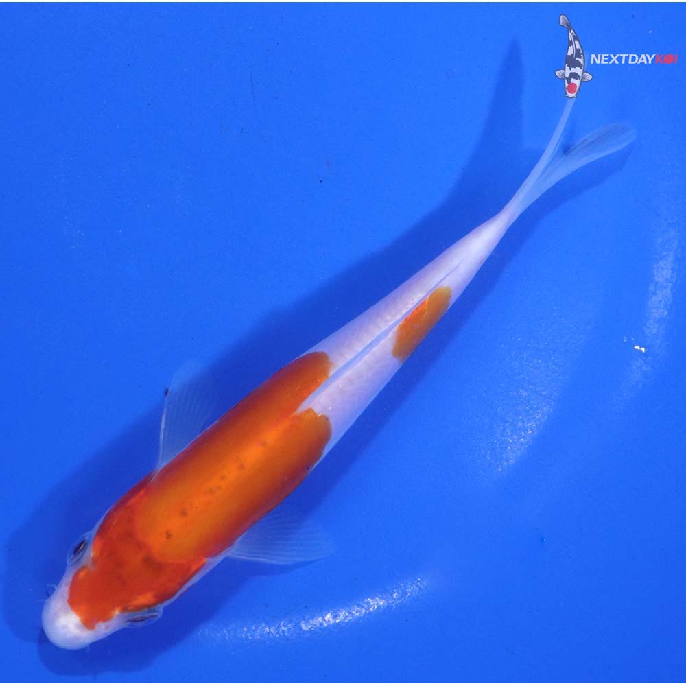 5.5” Imported Doitsu Kohaku