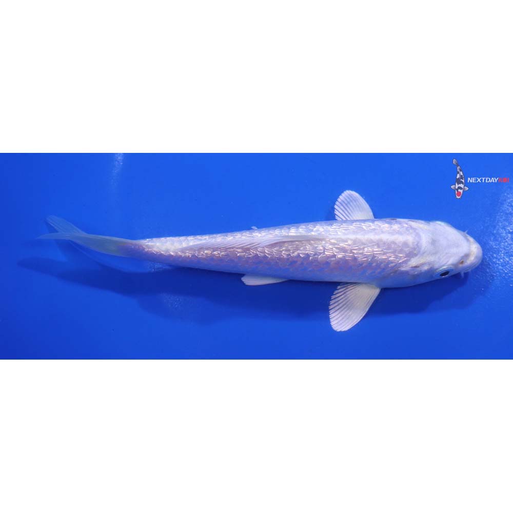 5.5” Imported Gin Rin Platinum Ogon