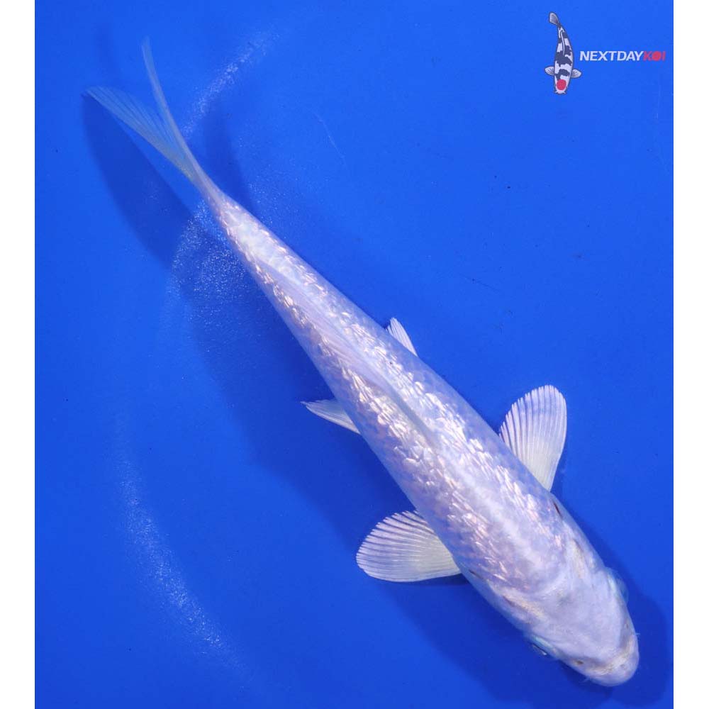 5.5” Imported Gin Rin Platinum Ogon