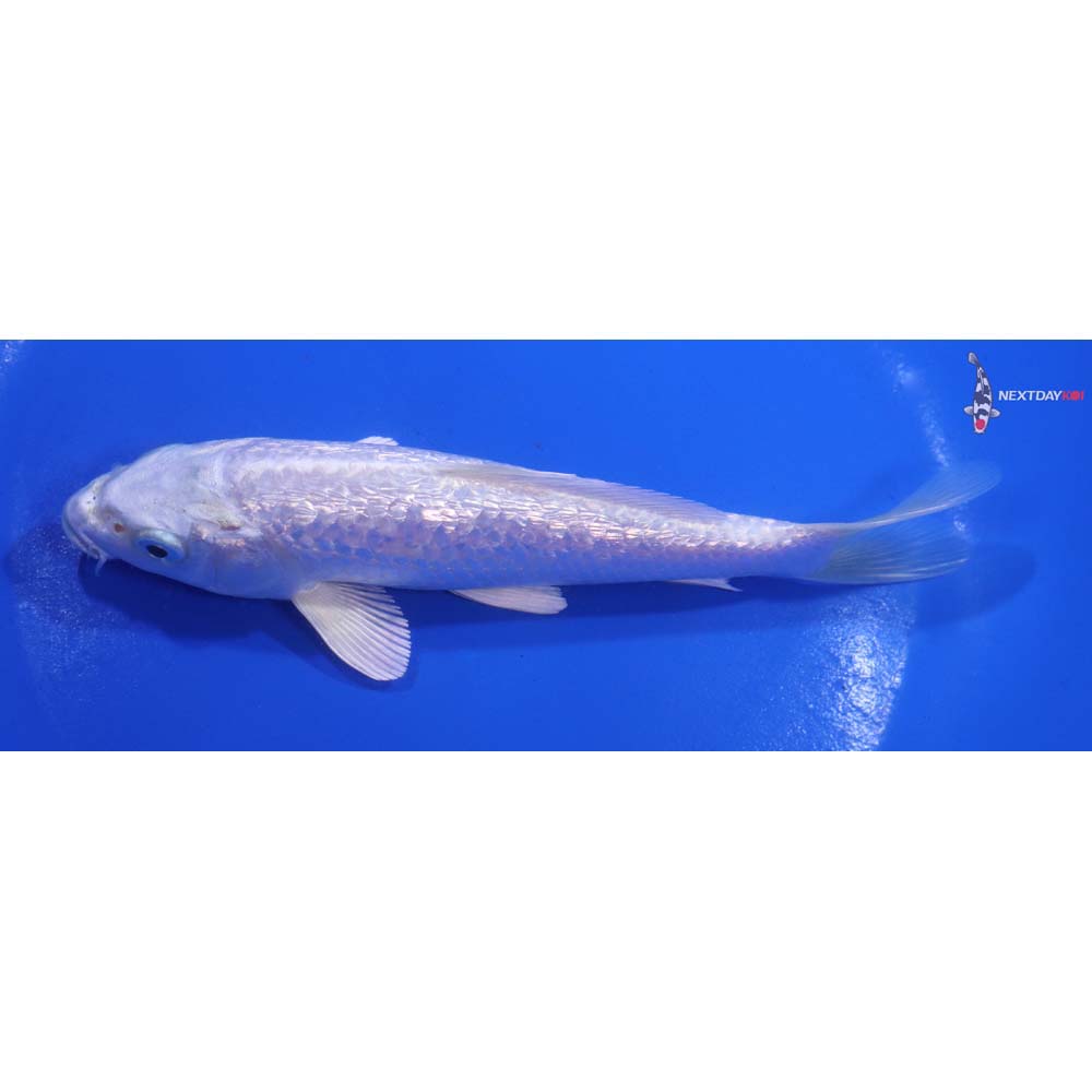 5.5” Imported Gin Rin Platinum Ogon