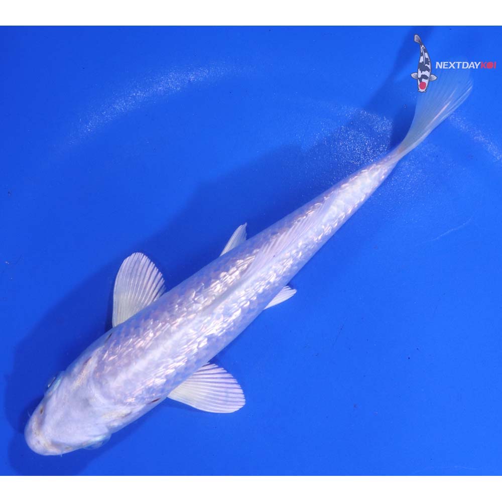 5.5” Imported Gin Rin Platinum Ogon