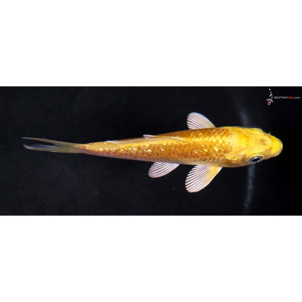 3.5” Imported Gin Rin Yamabuki Ogon