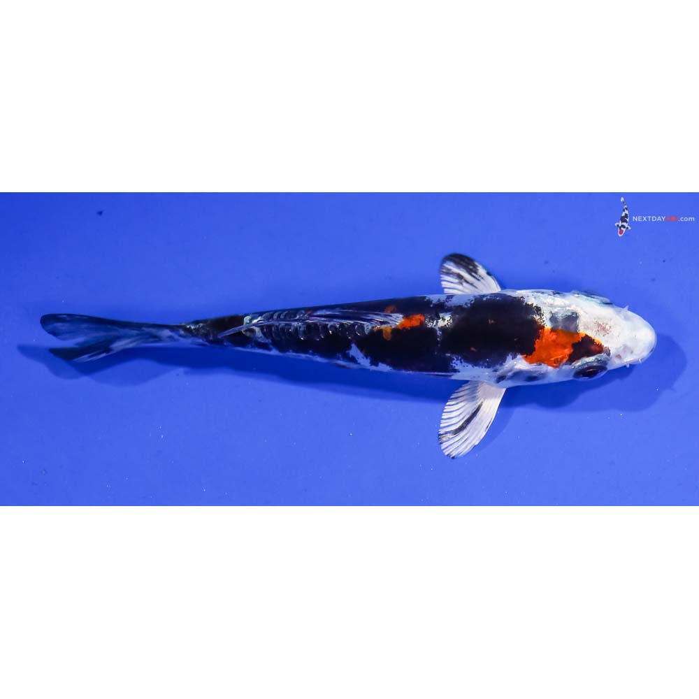 4” Imported Kin Kikokuryu