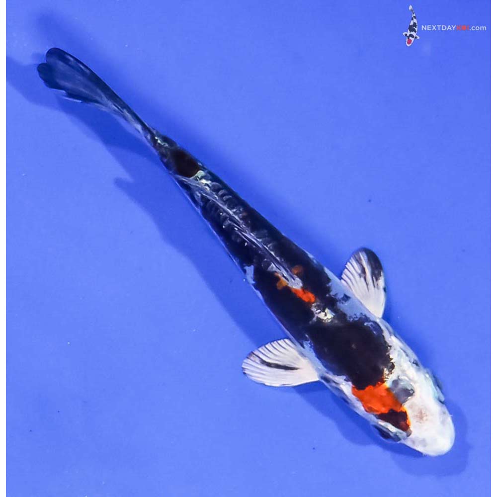 4” Imported Kin Kikokuryu