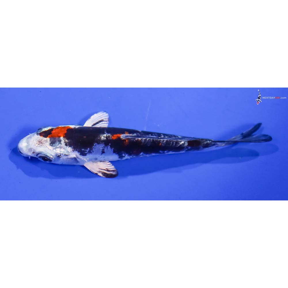 4” Imported Kin Kikokuryu