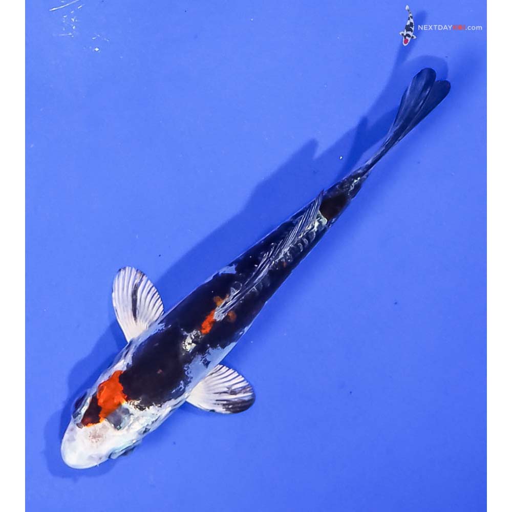 4” Imported Kin Kikokuryu