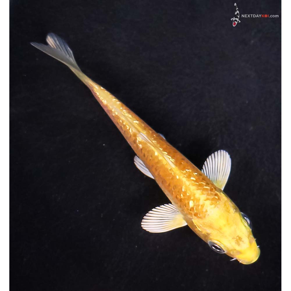 3.5” Imported Gin Rin Yamabuki Ogon