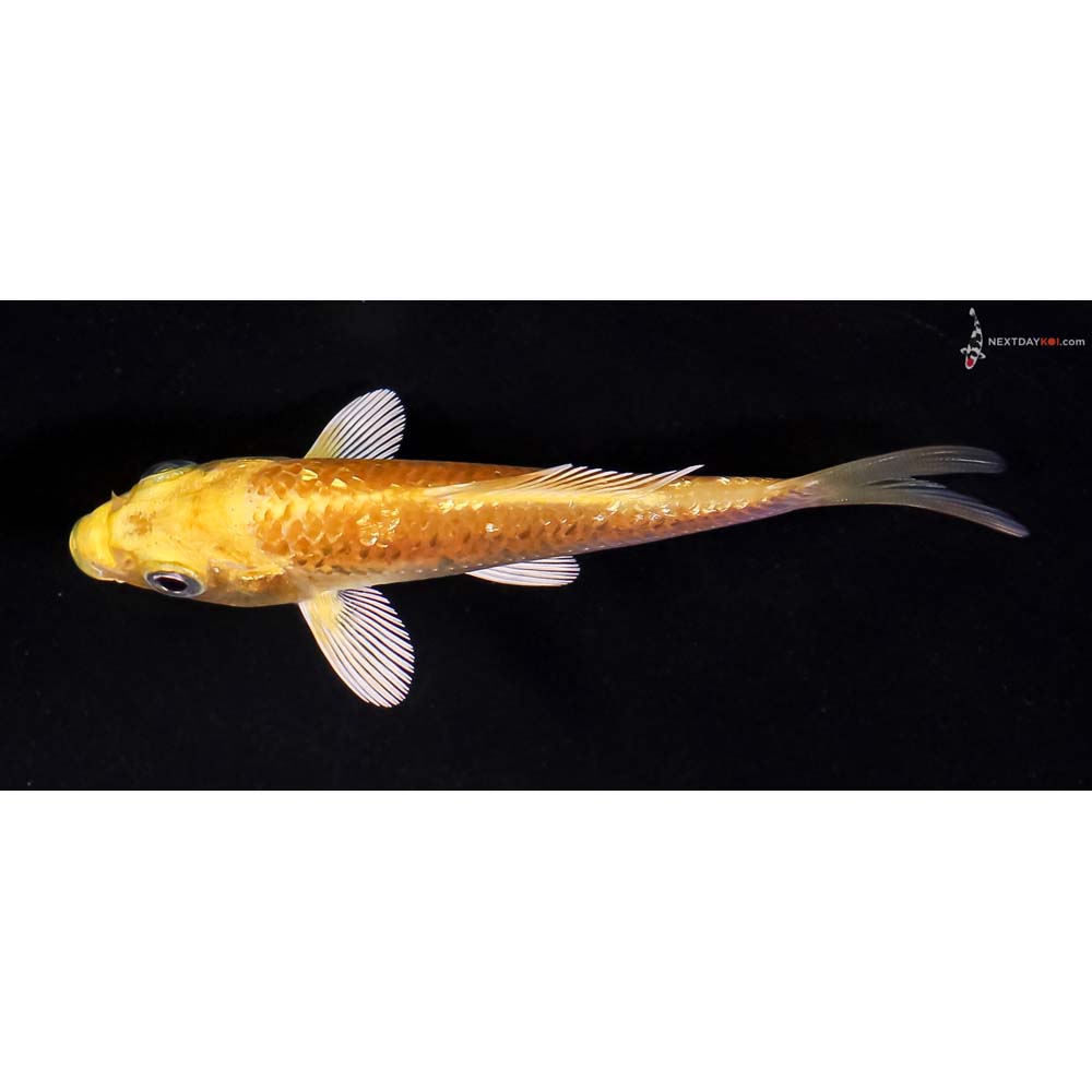 3.5” Imported Gin Rin Yamabuki Ogon