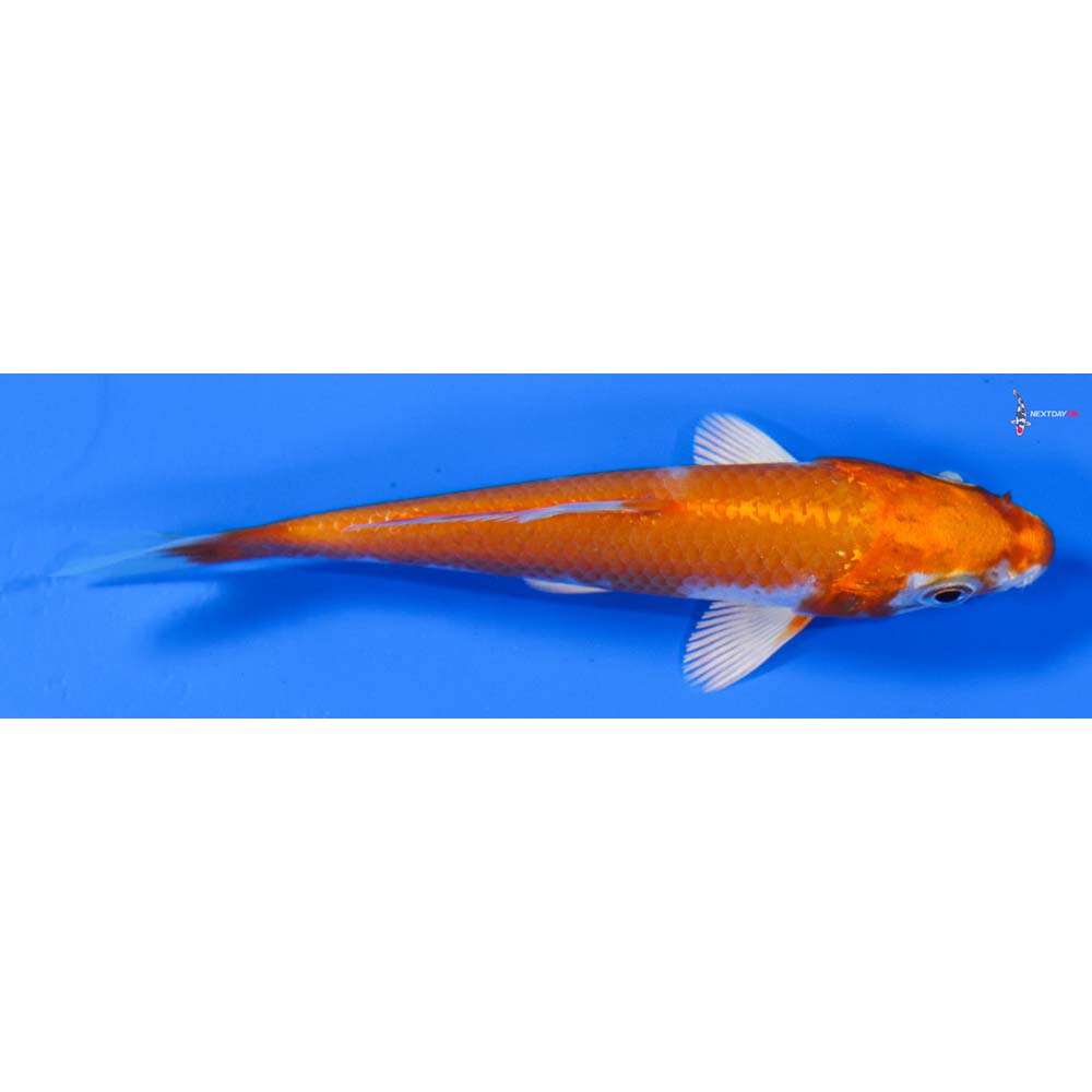 4” Imported Hariwake