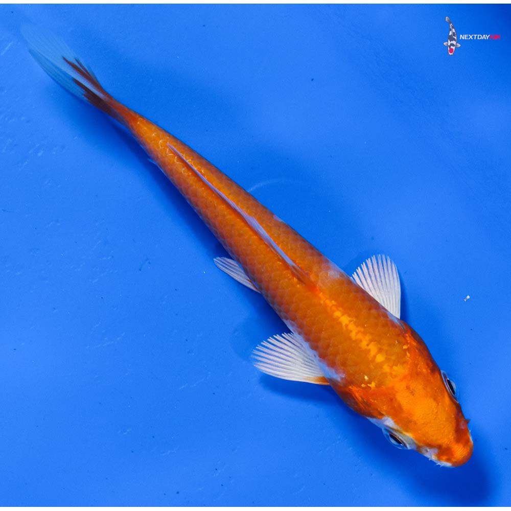 4” Imported Hariwake