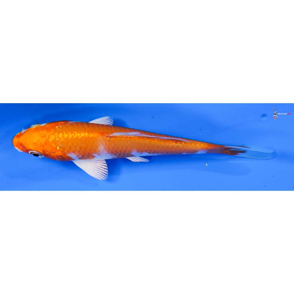 4” Imported Hariwake