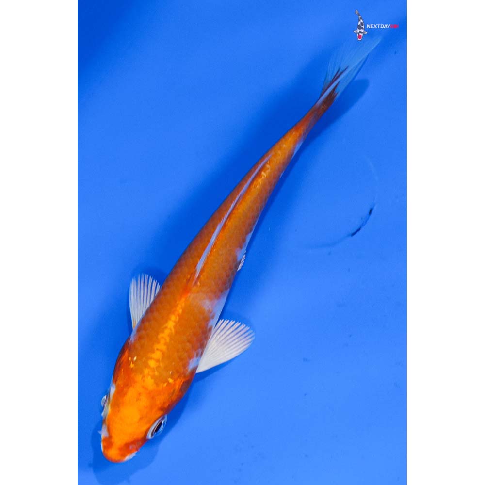 4” Imported Hariwake