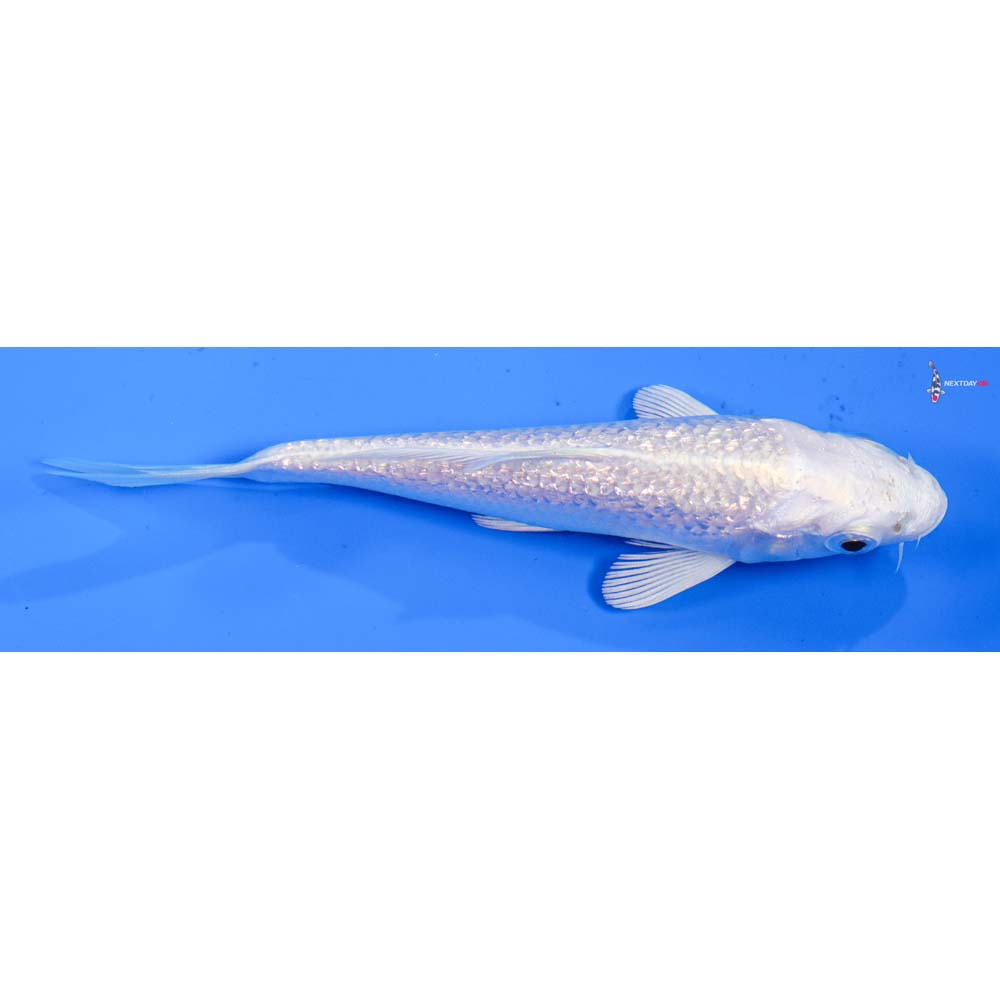 5” Imported Gin Rin Platinum Ogon