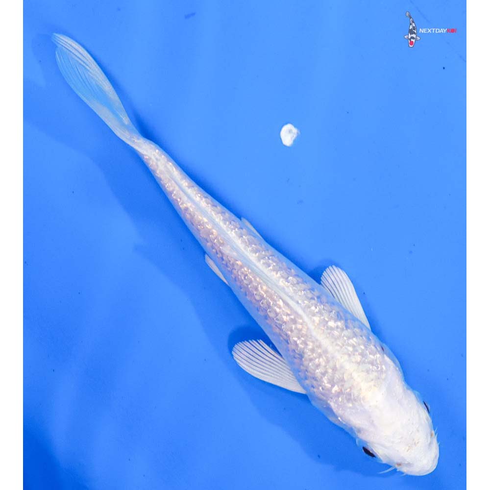 5” Imported Gin Rin Platinum Ogon