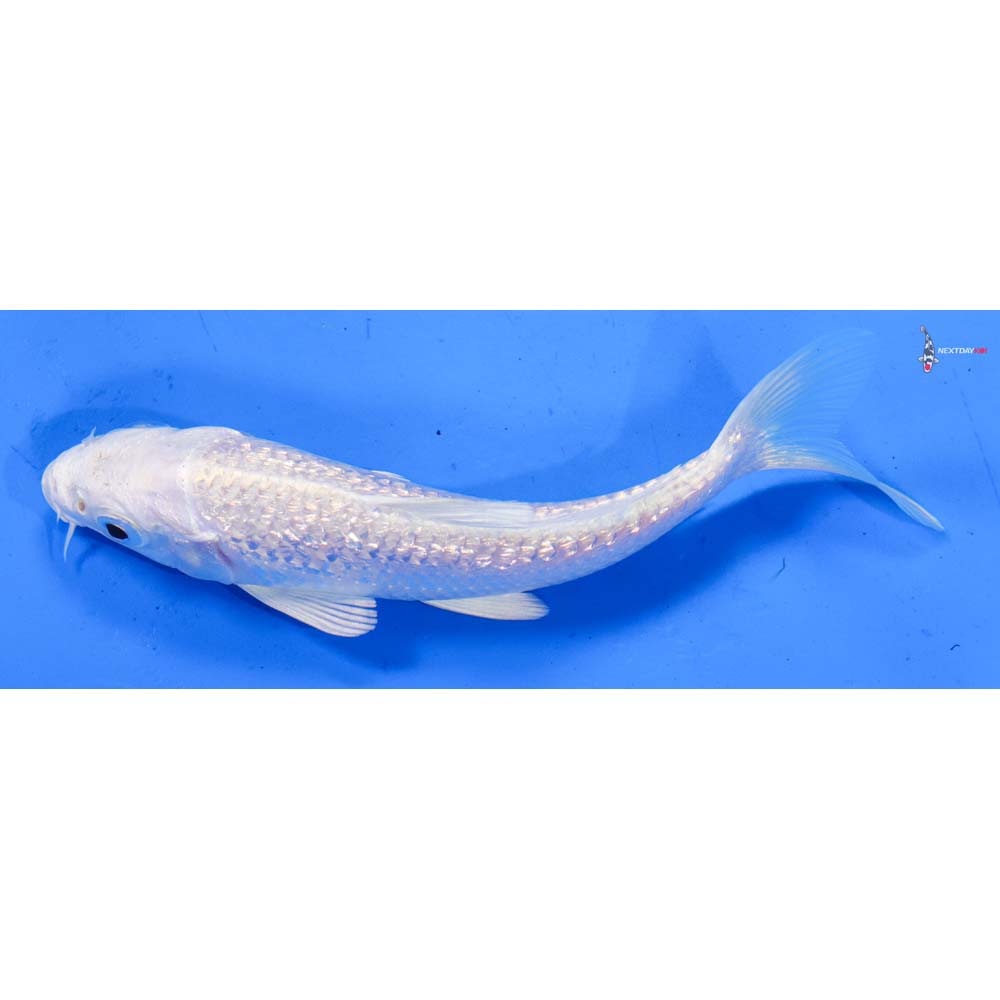 5” Imported Gin Rin Platinum Ogon