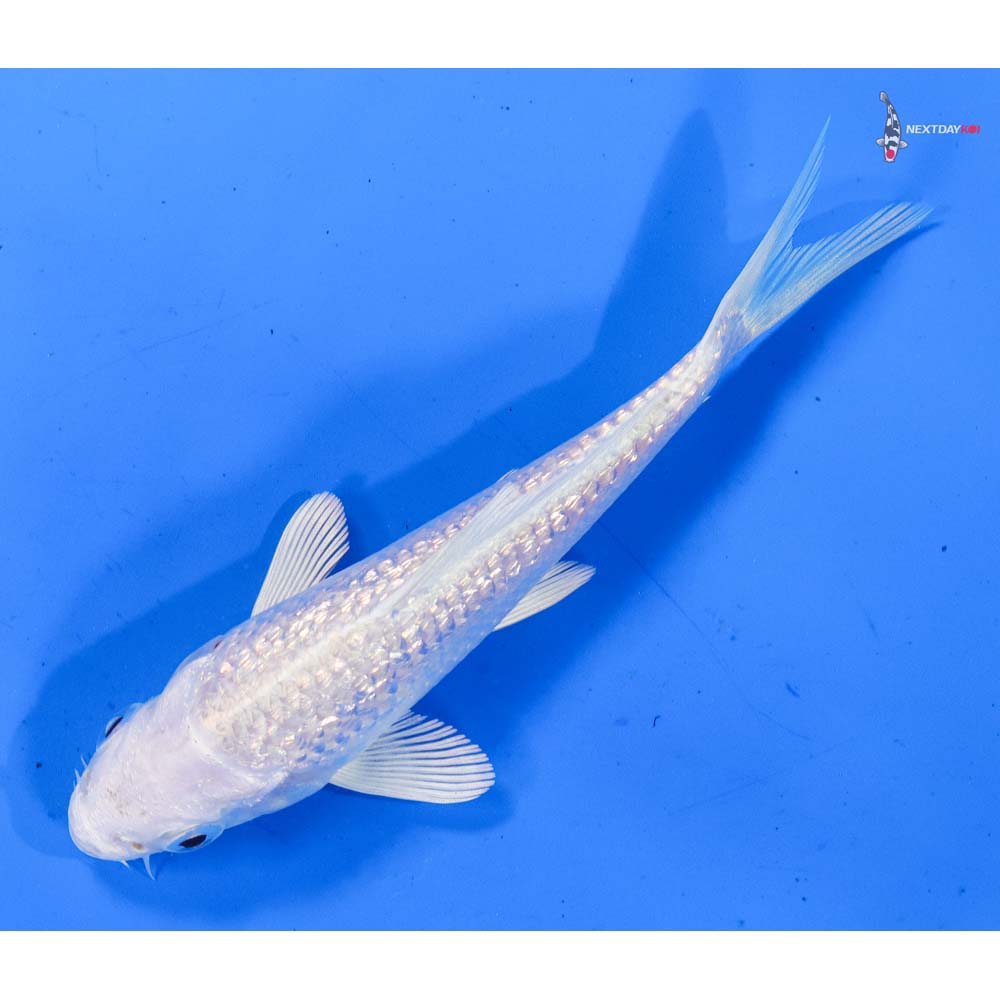 5” Imported Gin Rin Platinum Ogon