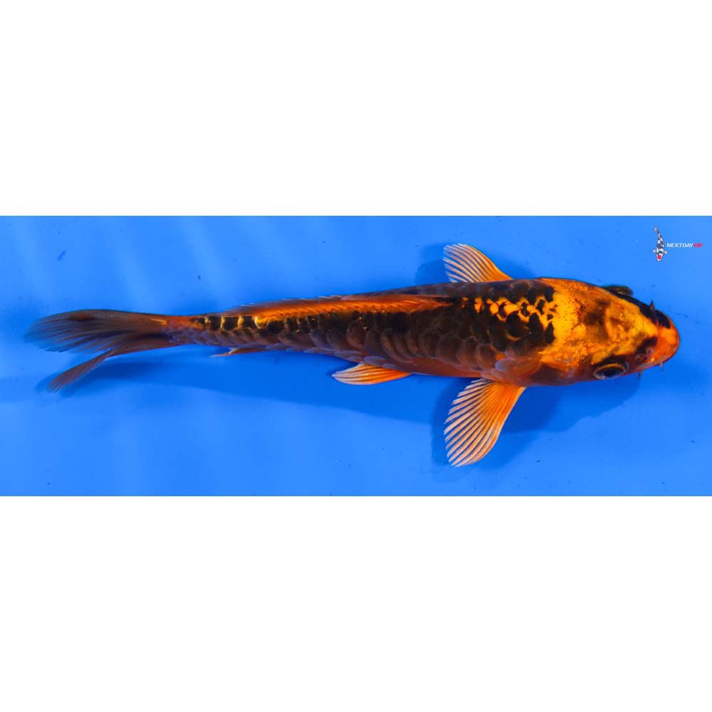 5” Imported Orenji Matsuba