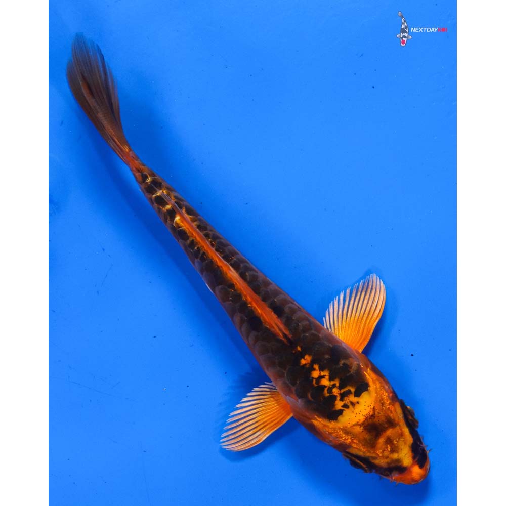 5” Imported Orenji Matsuba
