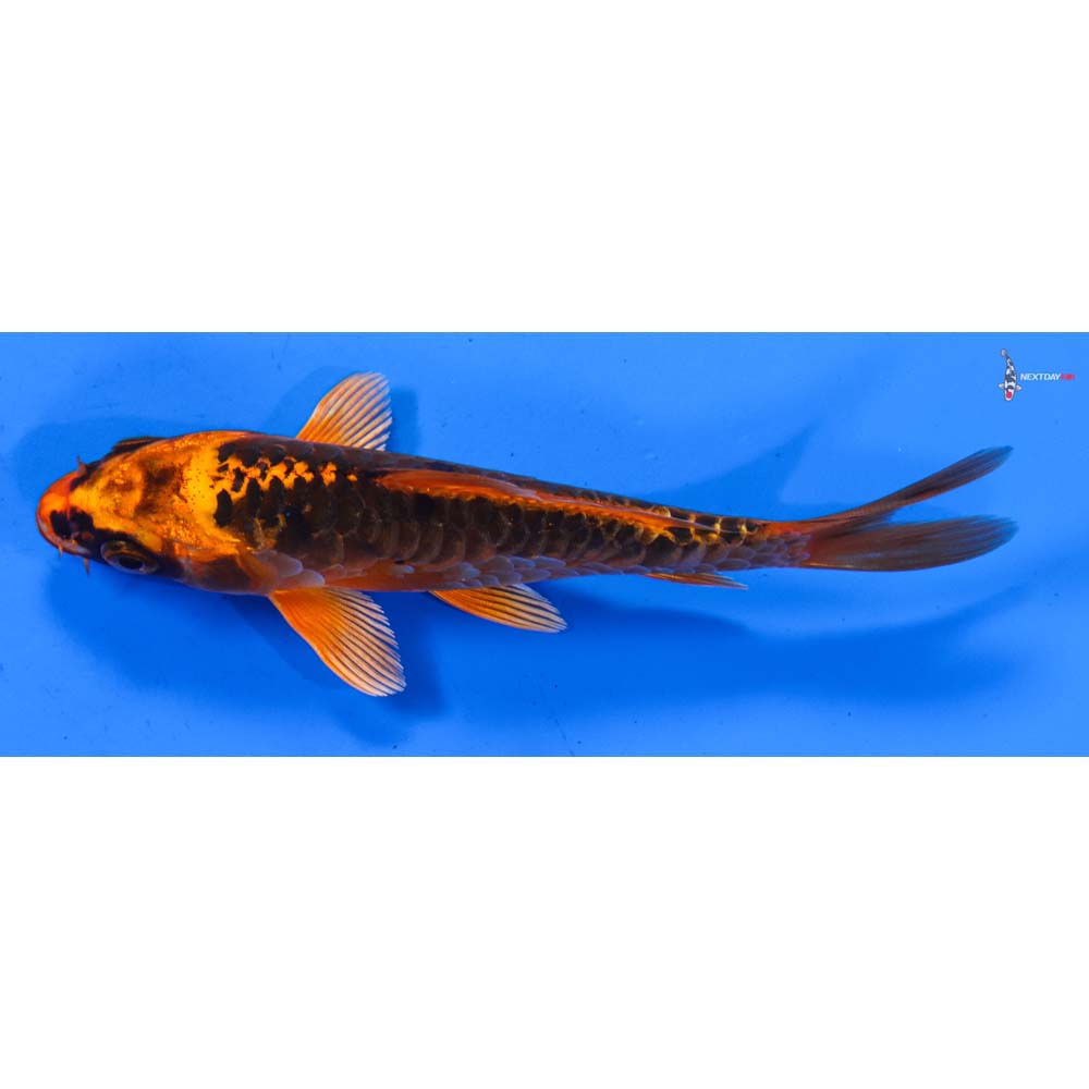 5” Imported Orenji Matsuba