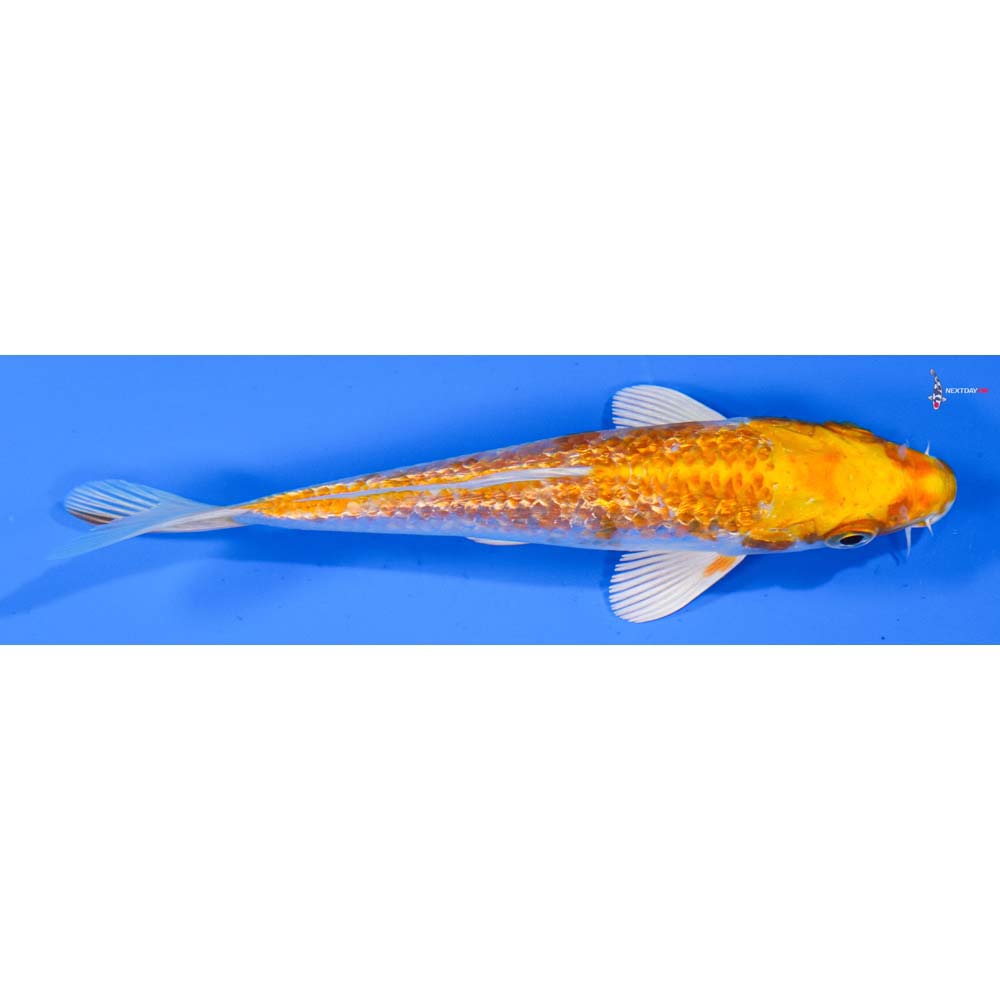 5” Imported Gin Rin Hariwake
