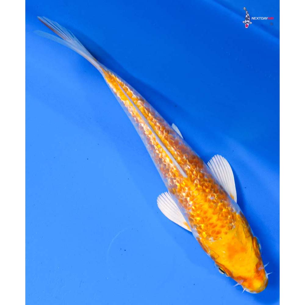 5” Imported Gin Rin Hariwake