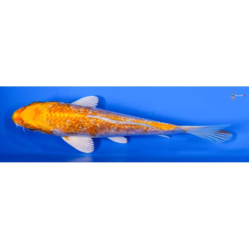 5” Imported Gin Rin Hariwake