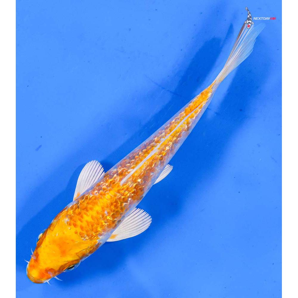 5” Imported Gin Rin Hariwake
