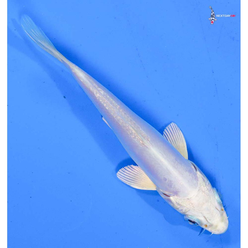 4.5” Imported Doitsu Platinum Ogon