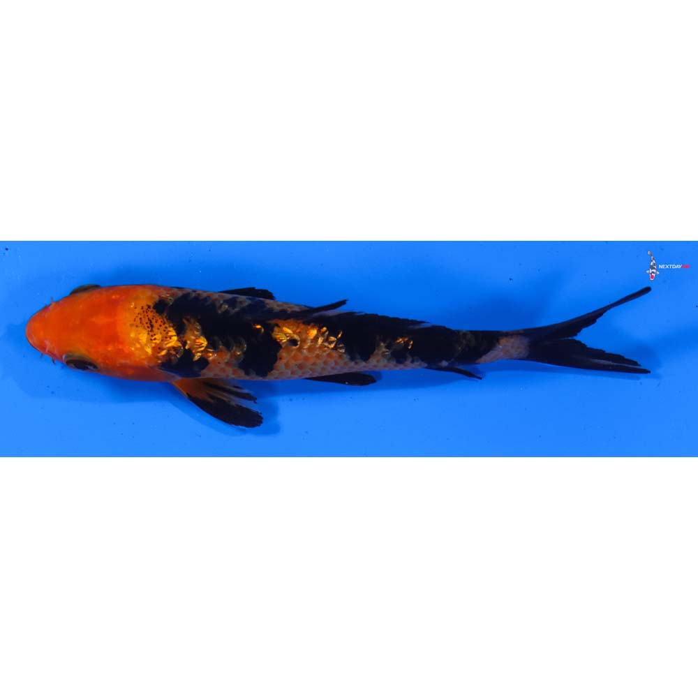 5” Imported Gin Rin Aka Bekko