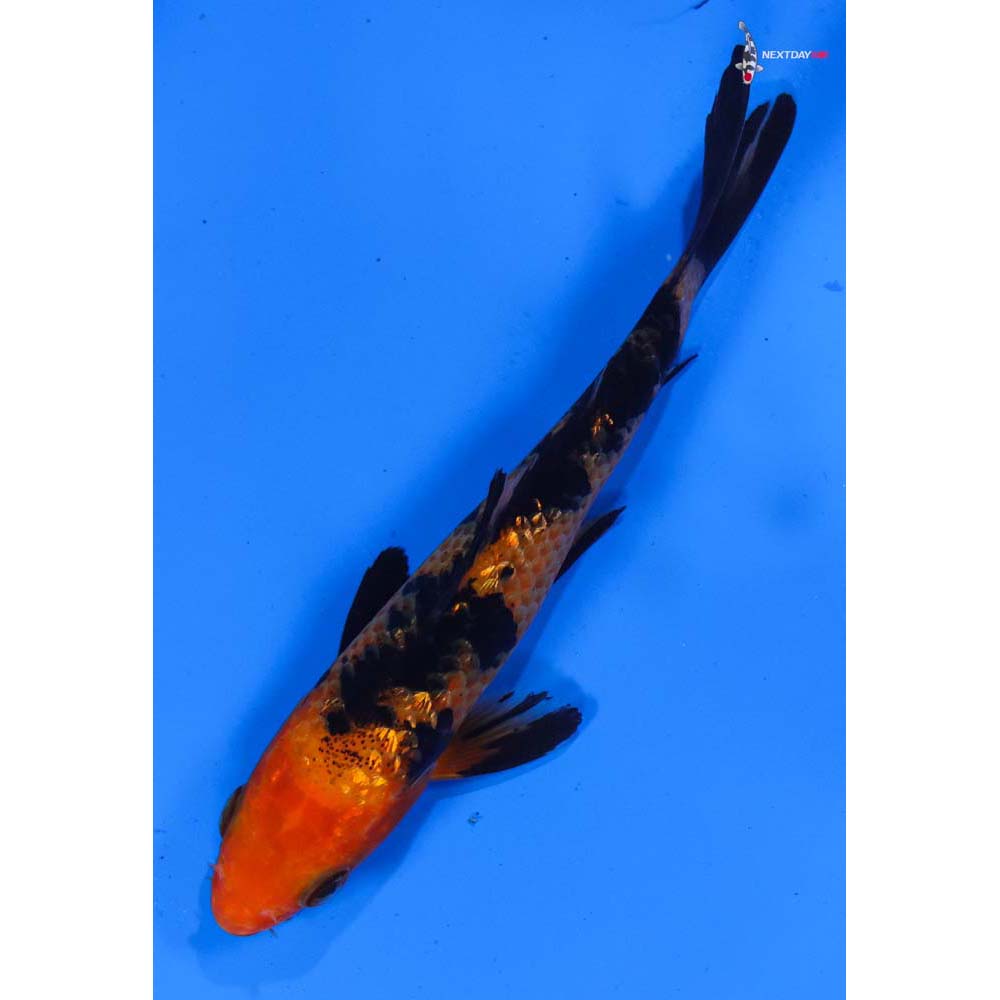 5” Imported Gin Rin Aka Bekko