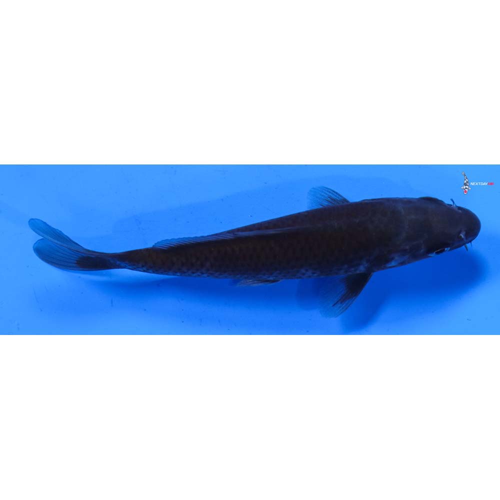 5” Imported Soragoi