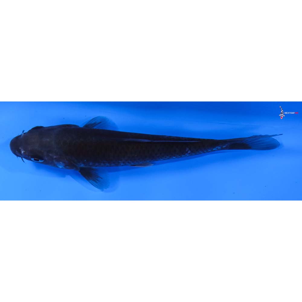 5” Imported Soragoi