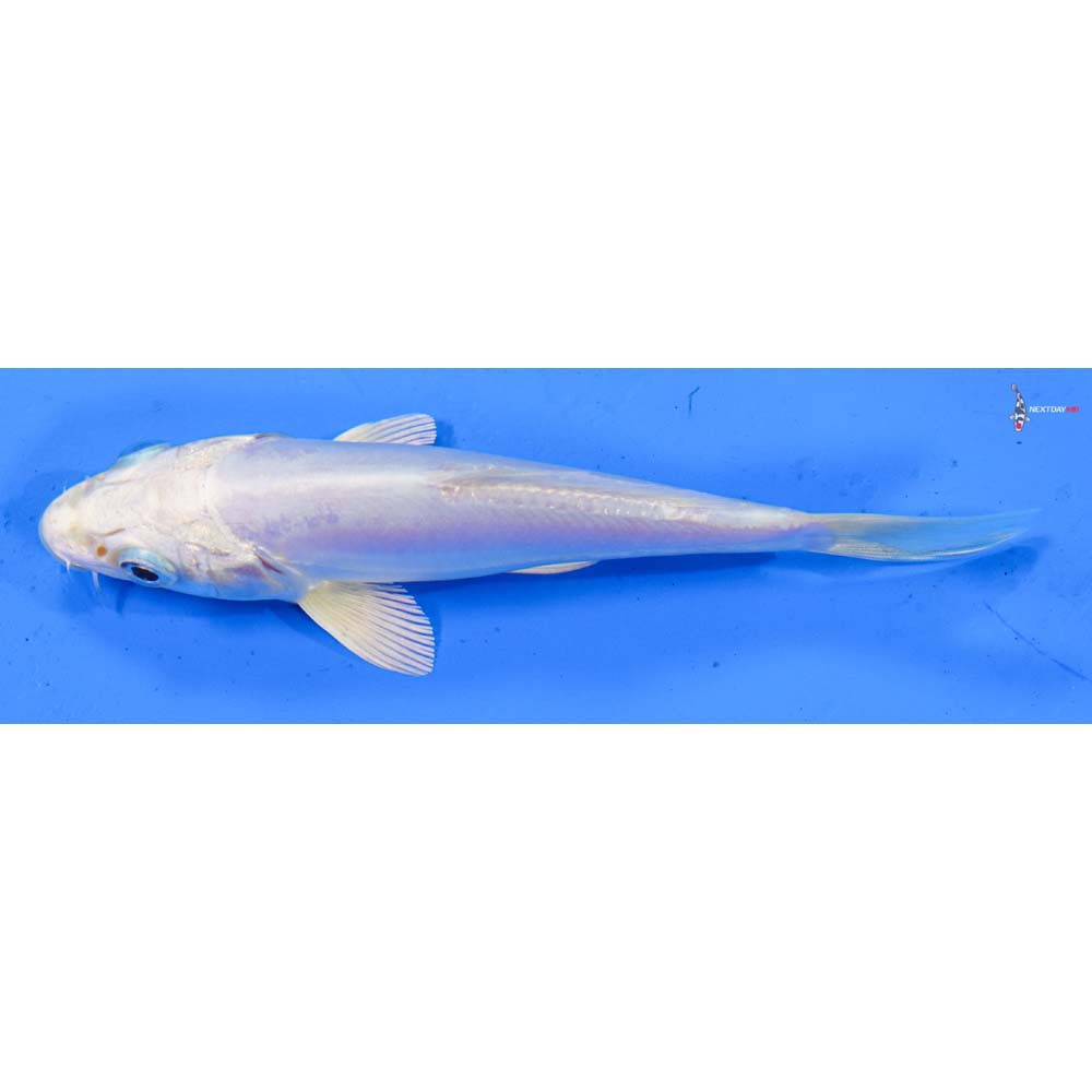 4.5” Imported Doitsu Platinum Ogon