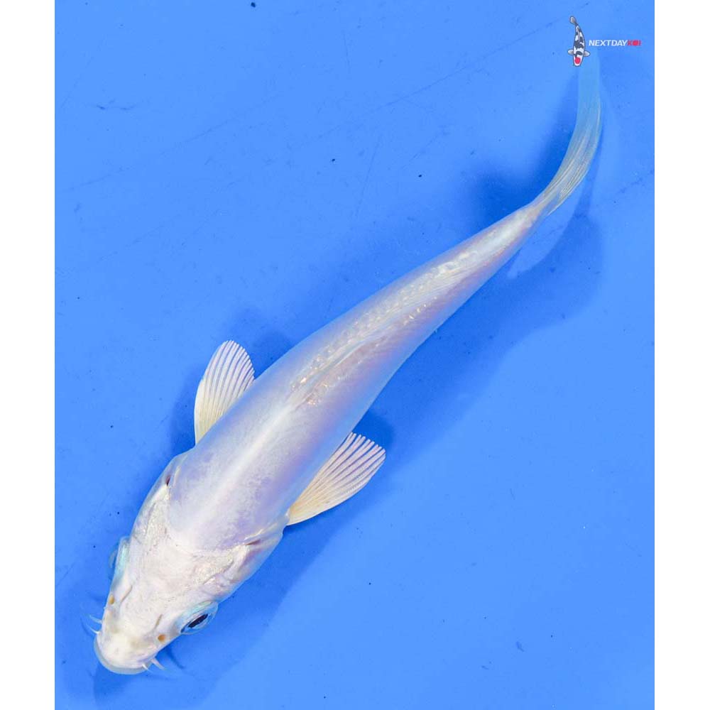 4.5” Imported Doitsu Platinum Ogon