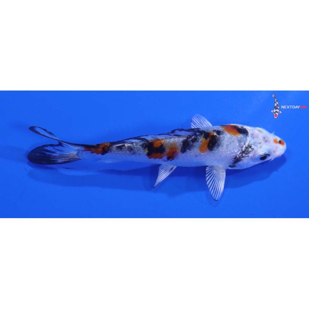 3” Imported Yamato Nishiki