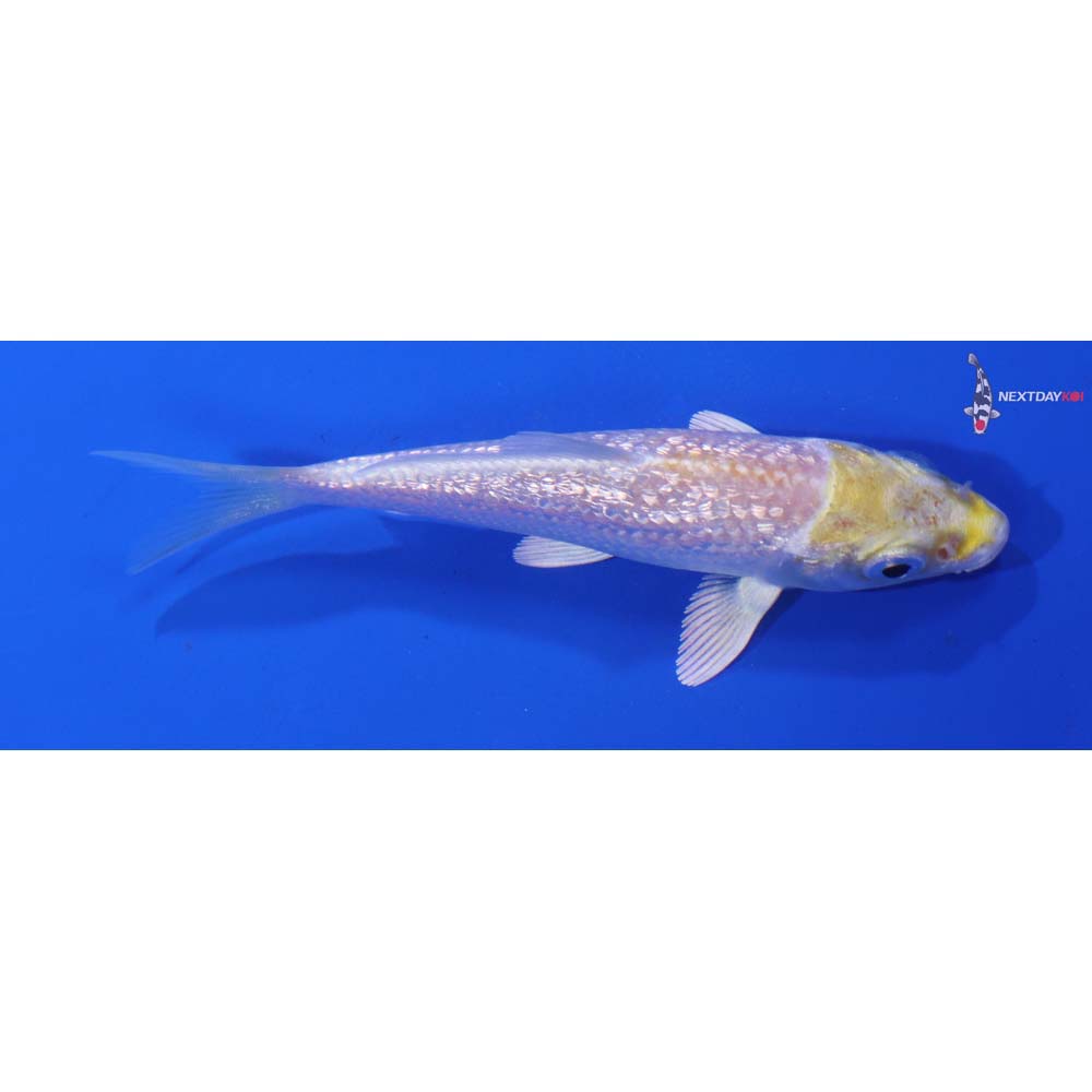 3.5” Imported Gin Rin Lemon Hariwake