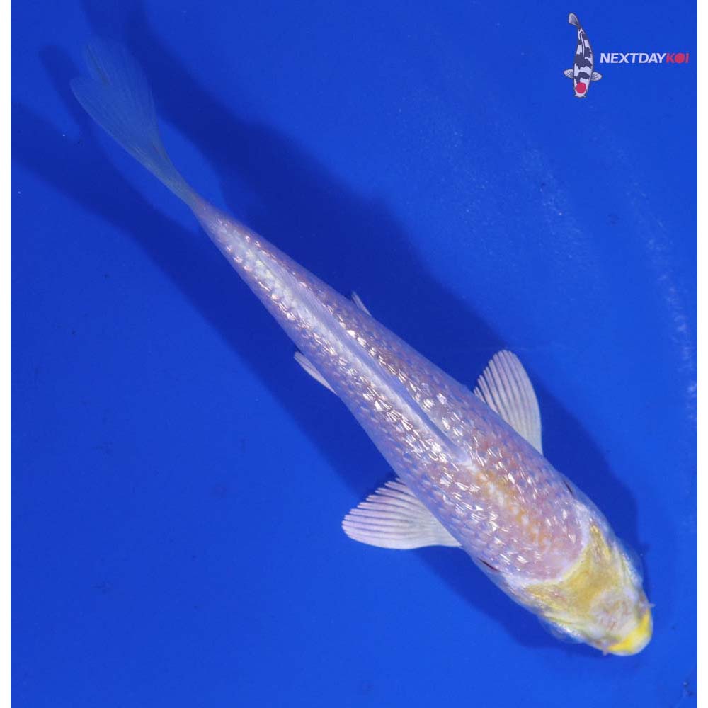 3.5” Imported Gin Rin Lemon Hariwake