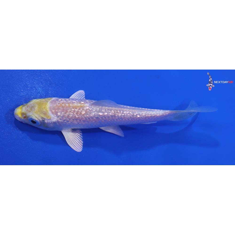 3.5” Imported Gin Rin Lemon Hariwake