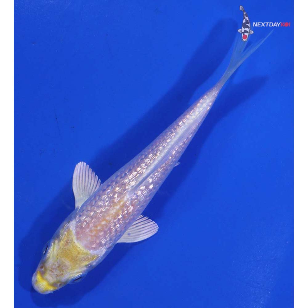 3.5” Imported Gin Rin Lemon Hariwake