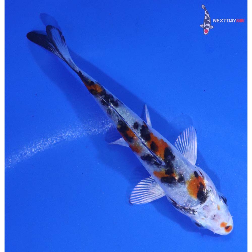 3” Imported Yamato Nishiki