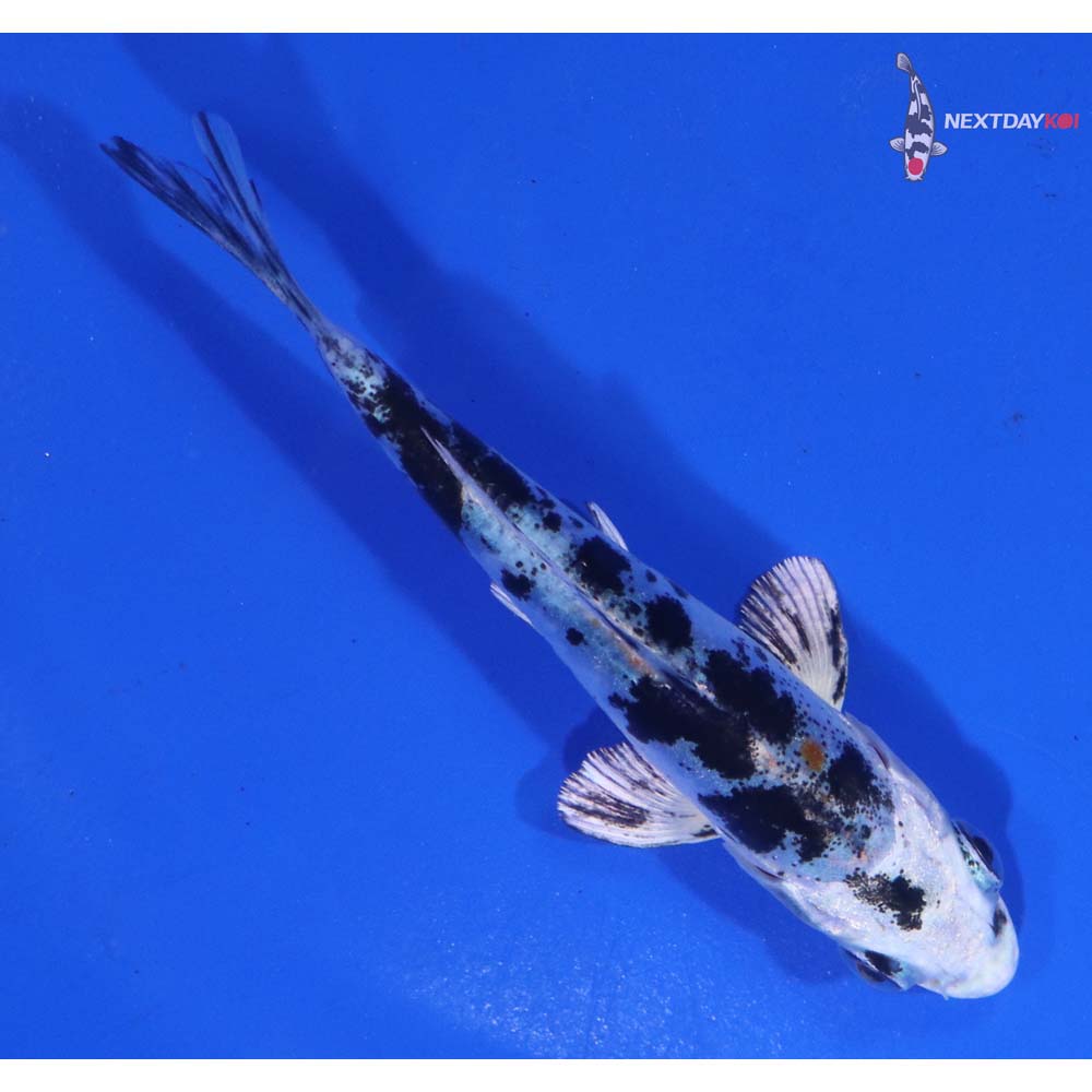 3.5” Imported Heisei Nishiki