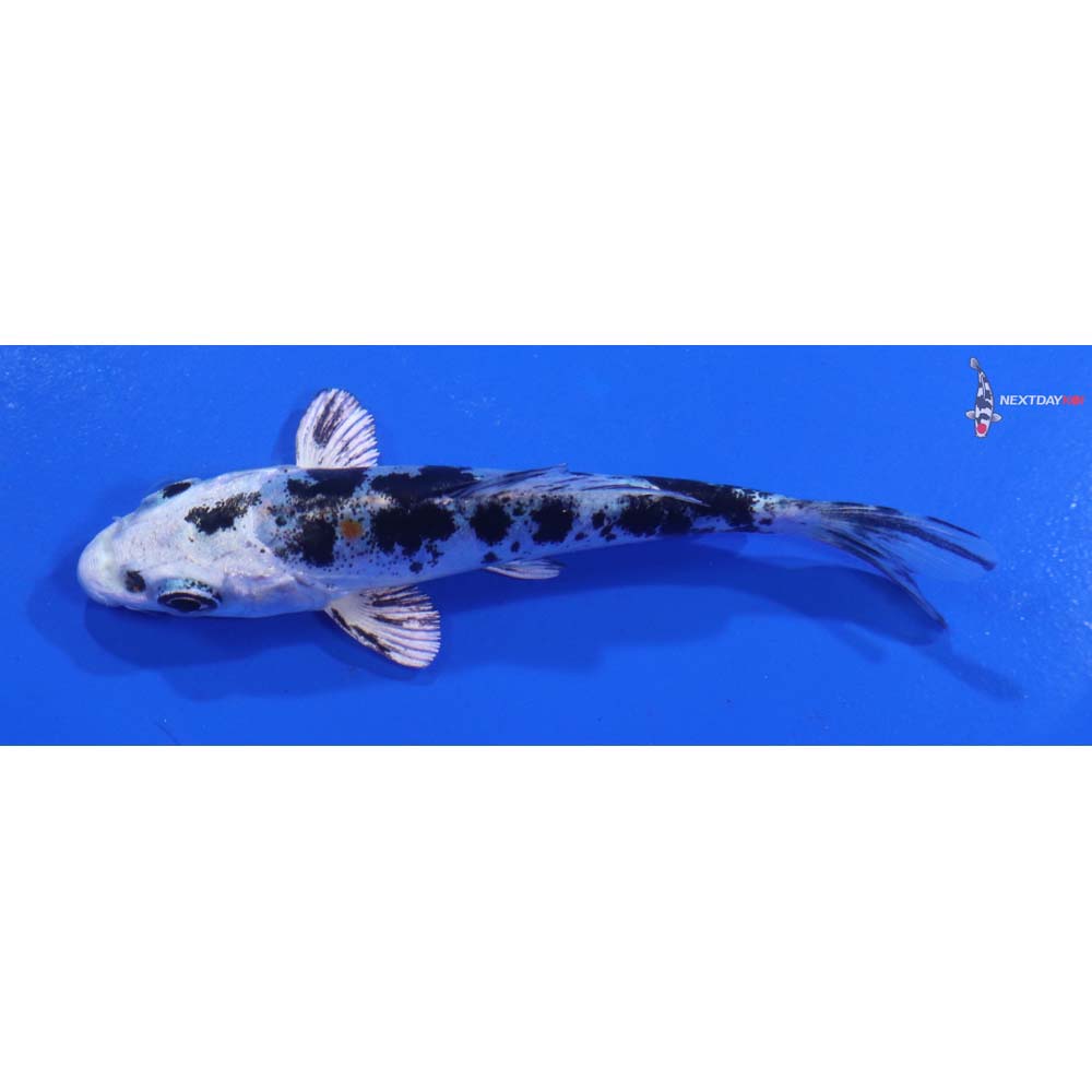 3.5” Imported Heisei Nishiki