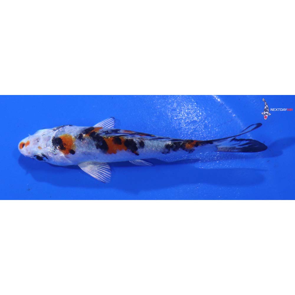 3” Imported Yamato Nishiki