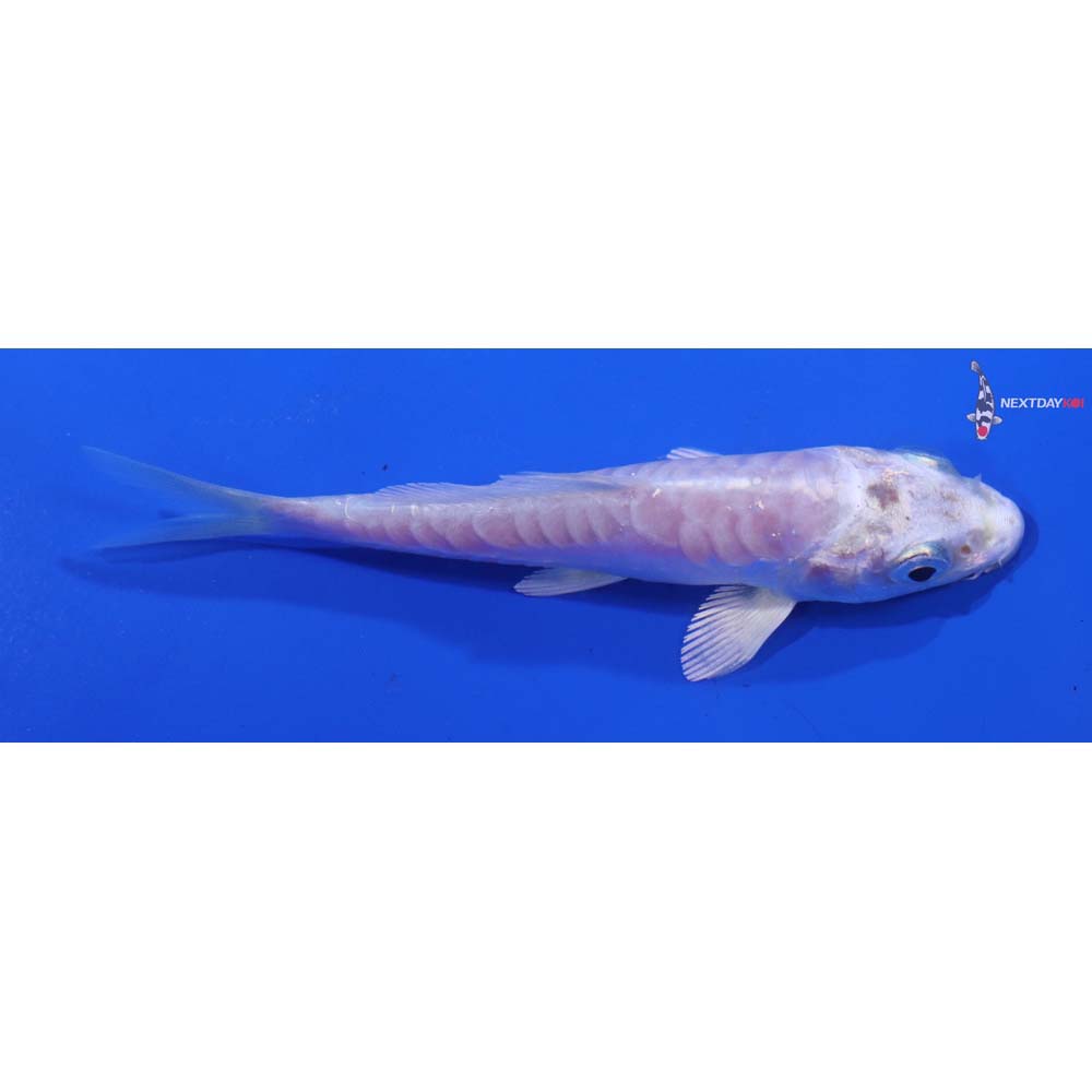 3.5” Imported Doitsu Platinum Ogon