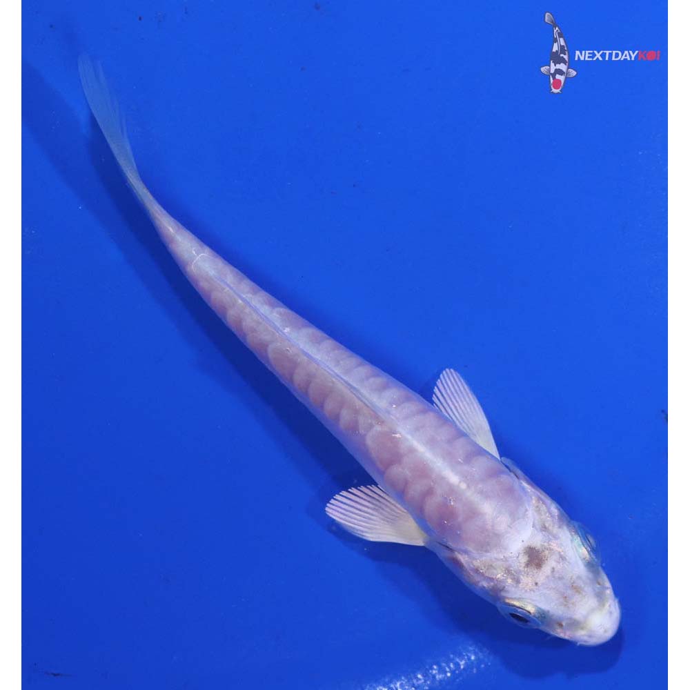 3.5” Imported Doitsu Platinum Ogon