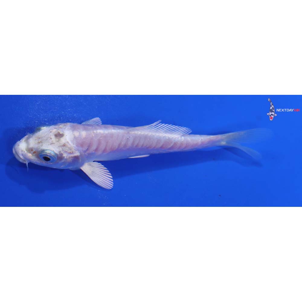 3.5” Imported Doitsu Platinum Ogon