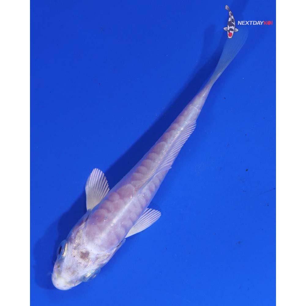 3.5” Imported Doitsu Platinum Ogon