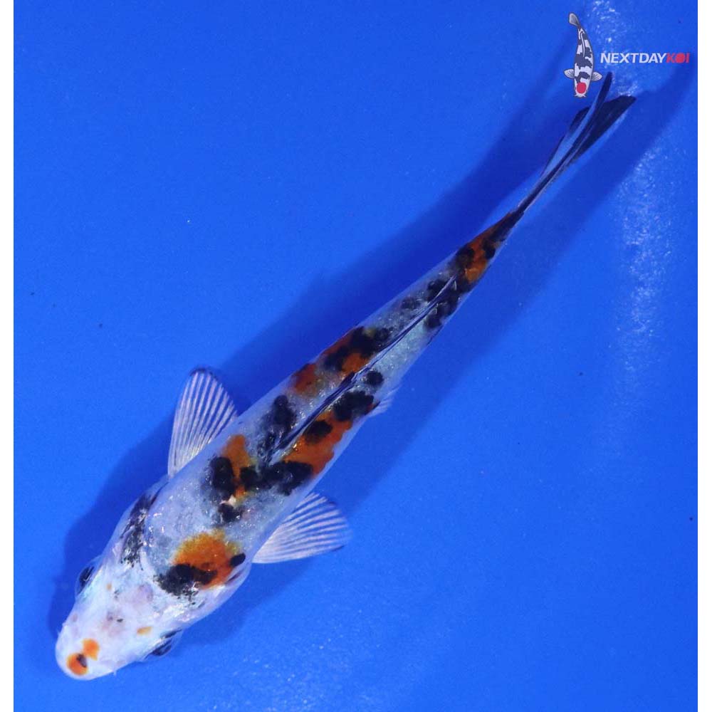 3” Imported Yamato Nishiki